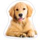 Câine Golden Retriver pernă decorativă 35x35 cm