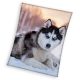 Câine Husky pătură coral fleece 150x200cm