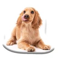 Câine Spaniel pernă decorativă 40x40 cm Velur