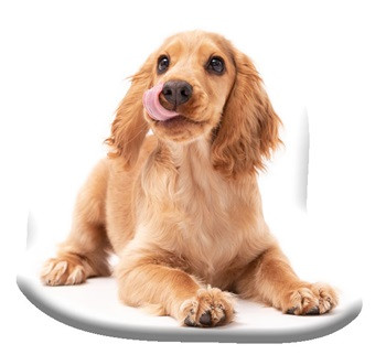 Câine Spaniel pernă decorativă 40x40 cm Velur