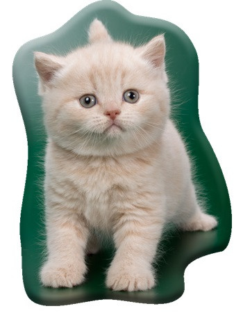 Pisică Creamy Whiskers pernă decorativă modelată 40x32 cm Catifea