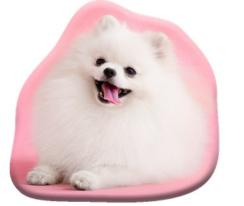 Câine Pomeranian pernă decorativă 39x37 cm Velur