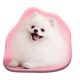 Câine Pomeranian pernă decorativă 39x37 cm Velur
