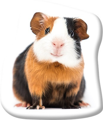 Animale Tricolor Perna decorativă în formă de cobai 37x35 cm Catifea