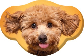 Câine Toy Poodle pernă decorativă 28x40 cm Catifea