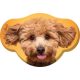 Câine Toy Poodle pernă decorativă 28x40 cm Catifea