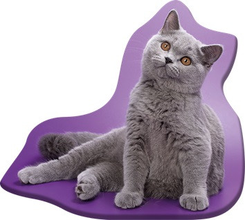 Pisică Grey pernă decorativă 36x40 cm Velur
