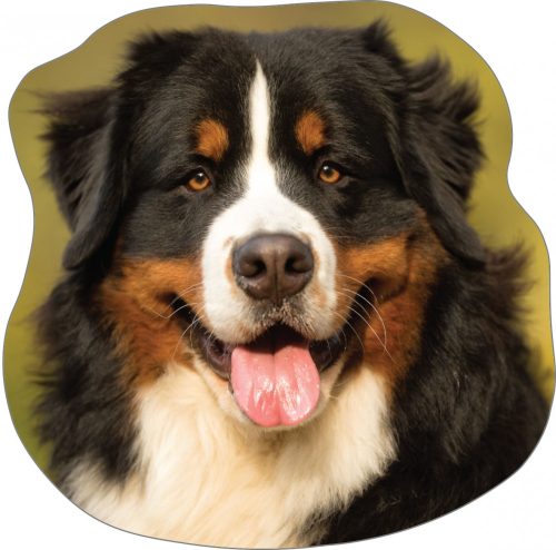 Câine Bernese pernă formă, pernă decorativă 36x36 cm