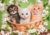 Animale Brothers in Fur Puzzle Clementoni 2x60 piese
