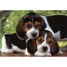 Animale Beagles Close Together Puzzle cu câini 500 de piese Clementoni