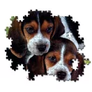 Animale Beagles Close Together Puzzle cu câini 500 de piese Clementoni