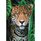 Animale Jaguar Puzzle de 500 piese Clementoni