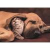 Animale Cuddles Puzzle compact Clementoni cu 500 de piese