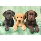 Animale Three Labs Puzzle cu câini 1000 de piese Clementoni