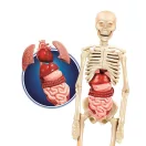 Colorat Set ştiinţific Corpul Uman Clementoni