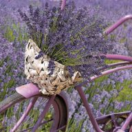   Floare Bicycle Șervețel decorativ de lavandă 20 bucăți 33x33 cm