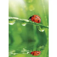 Colorat Ladybug Nature mapă elastică A/4
