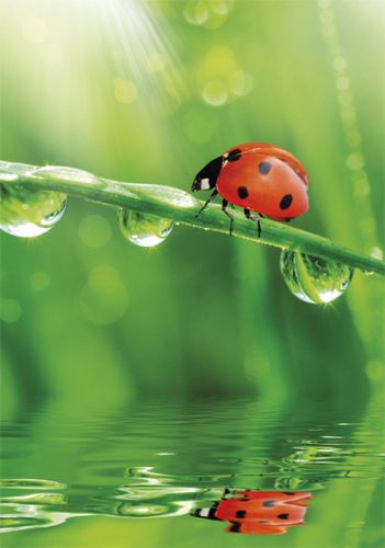 Colorat Ladybug Nature mapă elastică A/4