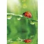 Colorat Ladybug Nature mapă elastică A/4