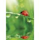 Colorat Ladybug Nature mapă elastică A/4
