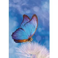 Fluture Butterfly Dosar elastic A/4 pentru natură