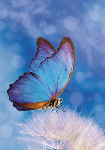 Fluture Butterfly Dosar elastic A/4 pentru natură