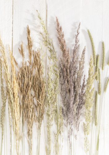Fluture Golden Harvest Mapă A/4 cu elastic Natura