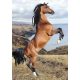 Cal Wild Spirit Dosar A/4 cu elastic