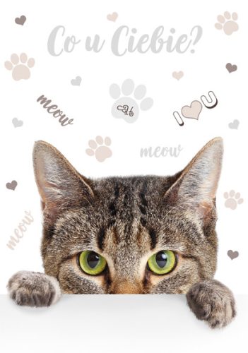 Pisică Meow Dosar A/4 cu elastic