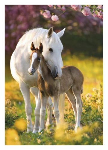 Cal Spring Foal Mapa A/4 cu elastic