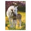 Cal Spring Foal Mapa A/4 cu elastic